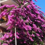 Bari, quella bouganville viola alta 4 piani